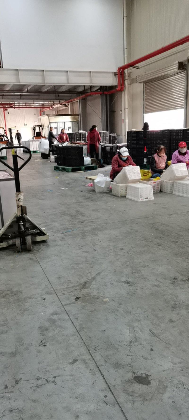 苹果冷库苹果大量出库