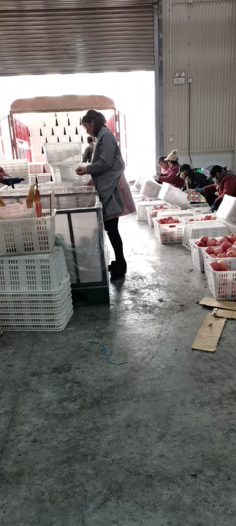 苹果冷库苹果大量出库