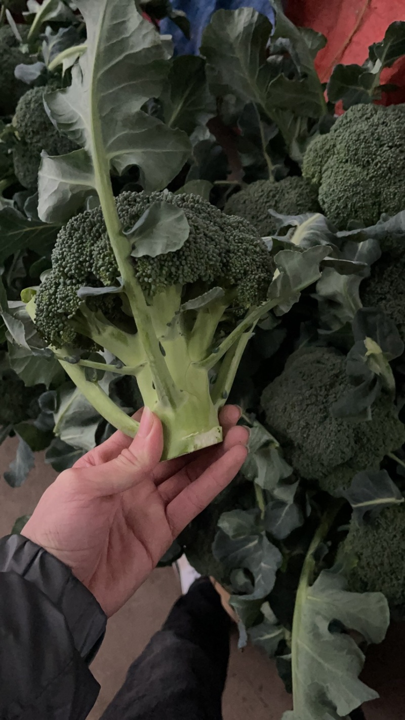 精品西兰花大量上市