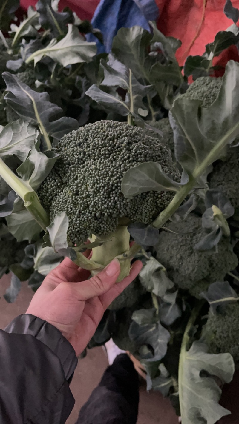 精品西兰花大量上市