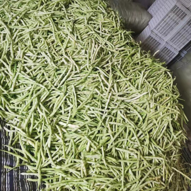 芸豆大量上市，九粒白芸豆老来少产地，可视频看货发货