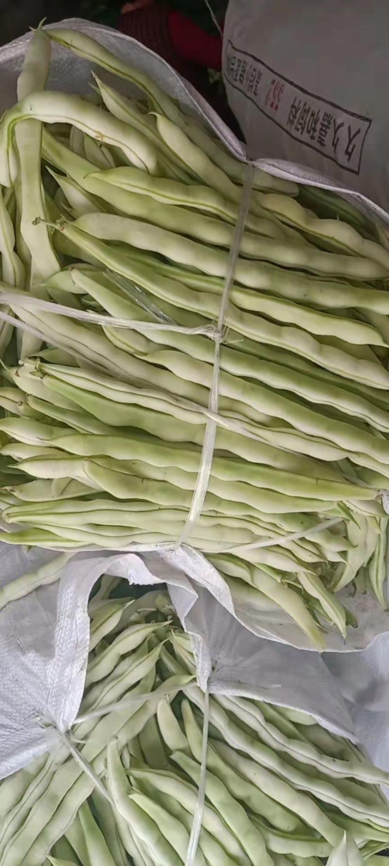 芸豆大量上市，九粒白芸豆老来少产地，可视频看货发货