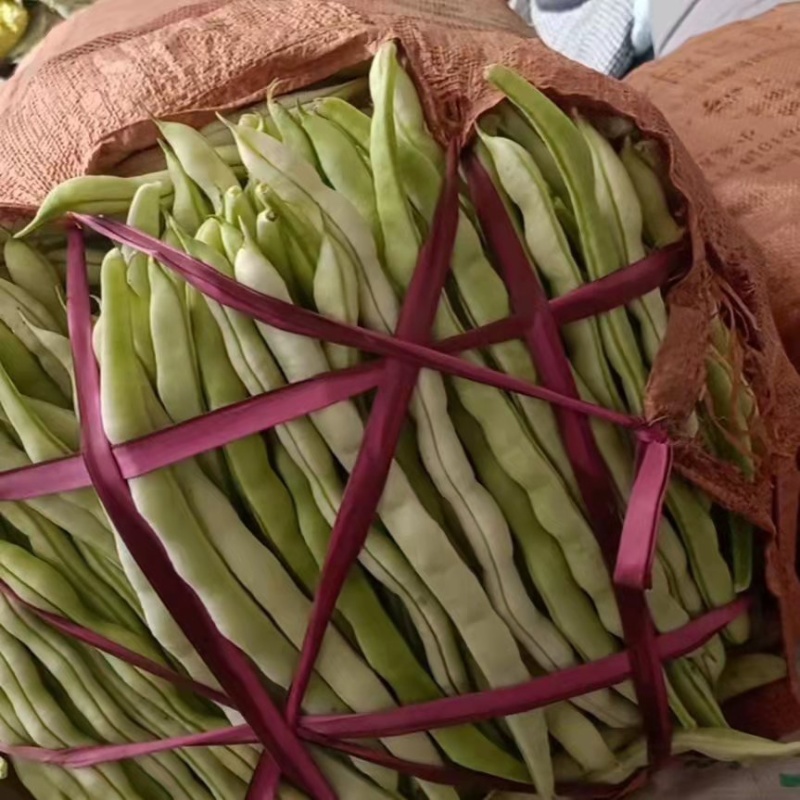 芸豆大量上市，九粒白芸豆老来少产地，可视频看货发货