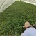 脱毒红薯种苗西瓜红薯苗，榴莲蜜薯品种齐全欢迎来电订购