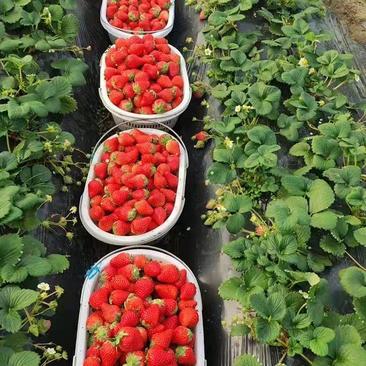 正宗脱毒草莓苗现挖现发成活率高量大优惠