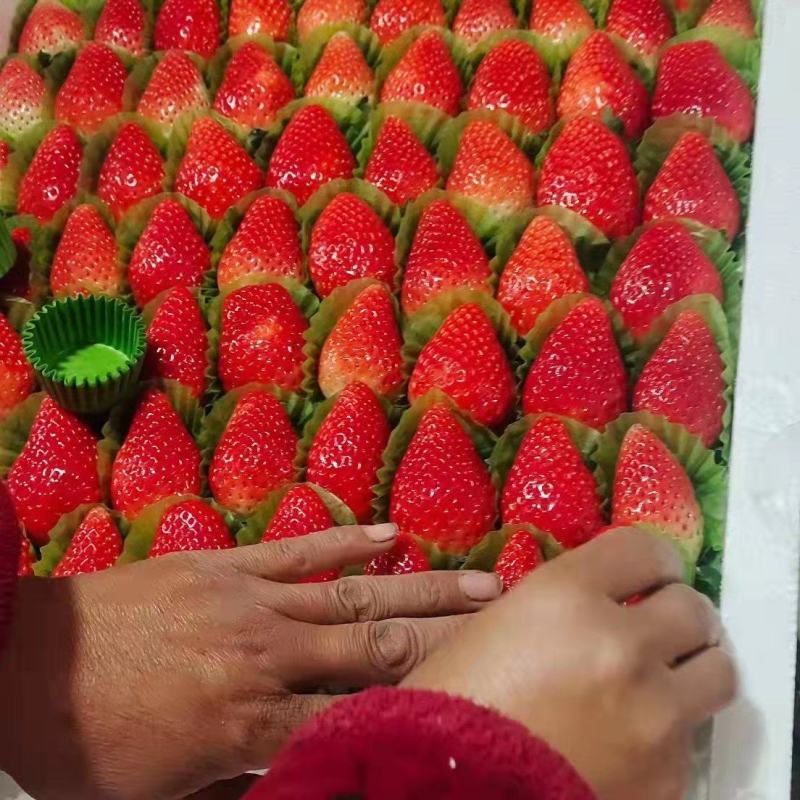 正宗脱毒草莓苗现挖现发成活率高量大优惠