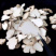 虎乳菌野生虎乳菌野生虎奶菇煲汤虎奶菇汤保证正品