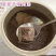 虎乳菌野生虎乳菌野生虎奶菇煲汤虎奶菇汤保证正品