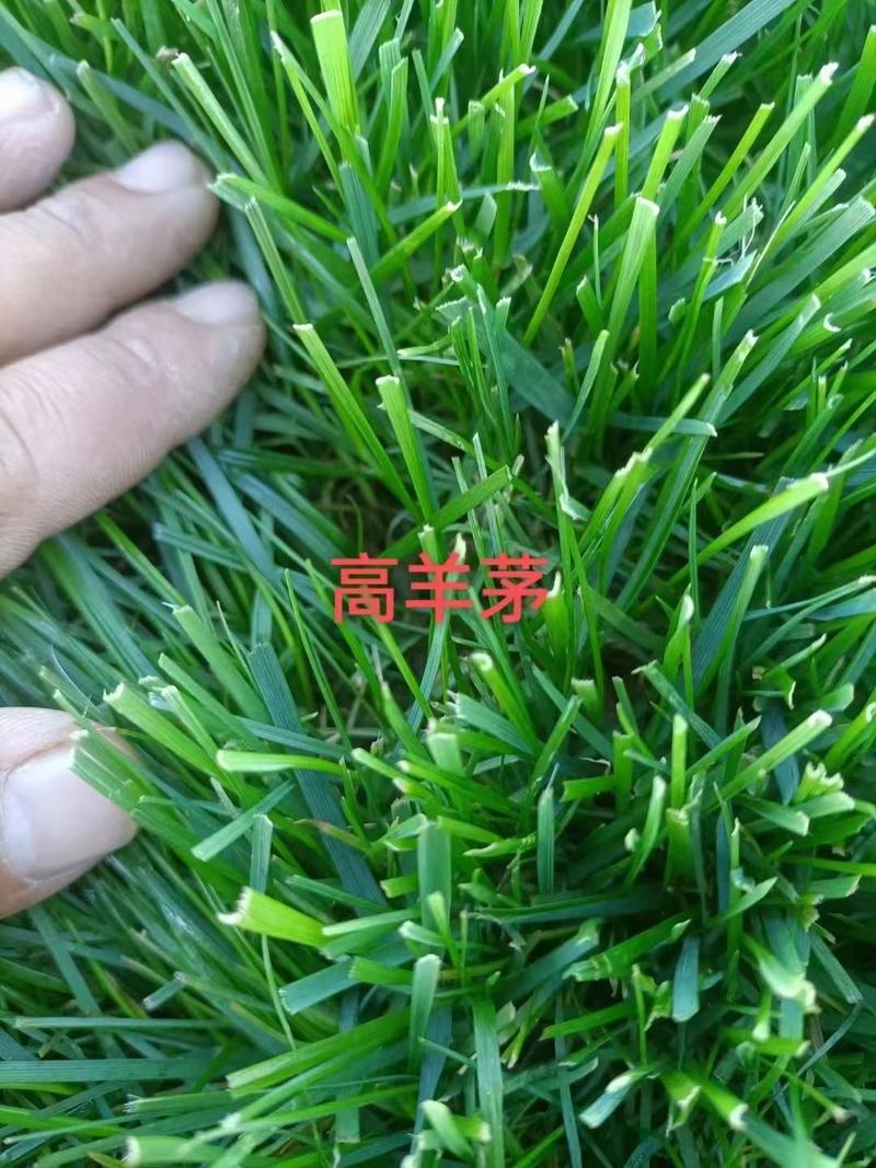 邯郸草坪基地常年出售优质草坪