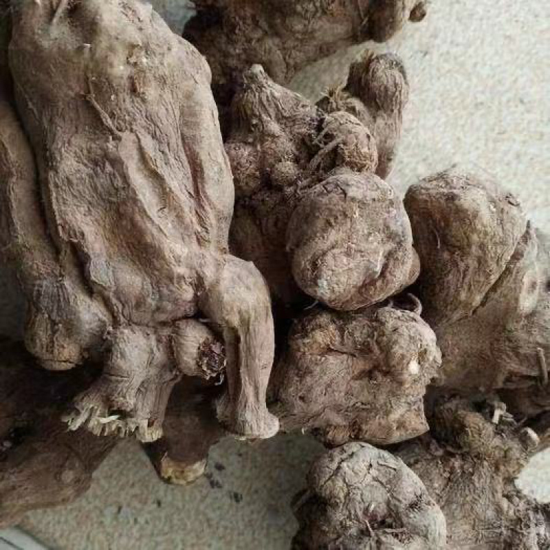 精选白术种苗基地改良白术苗基地直销价格优惠