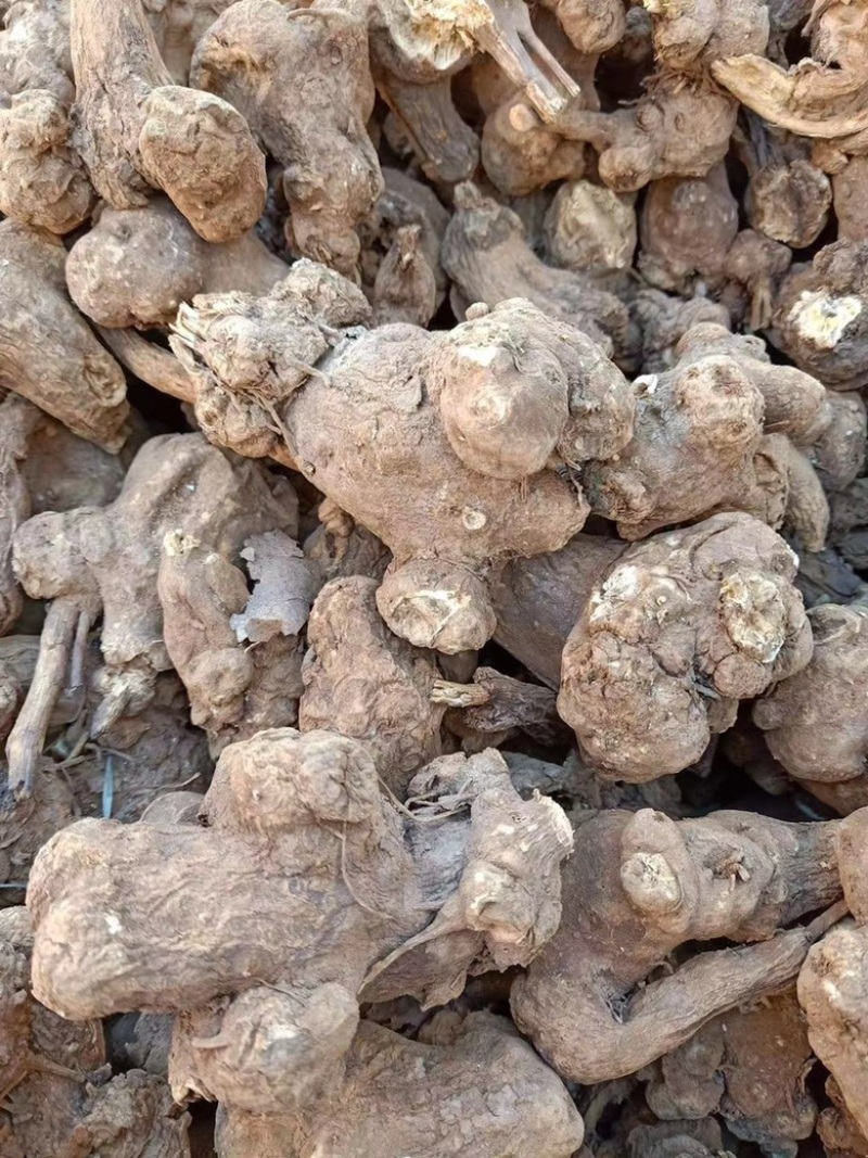 精选白术种苗基地改良白术苗基地直销价格优惠