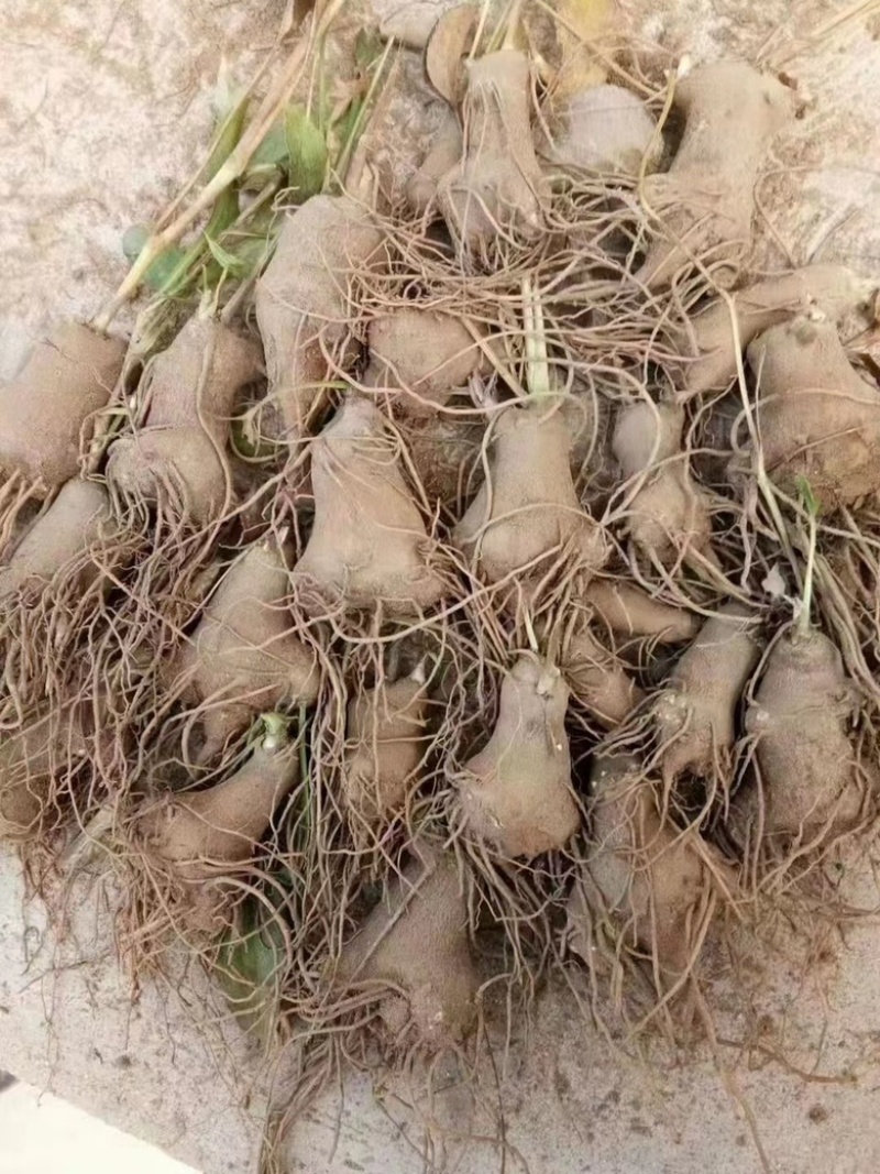 精选白术种苗基地改良白术苗基地直销价格优惠