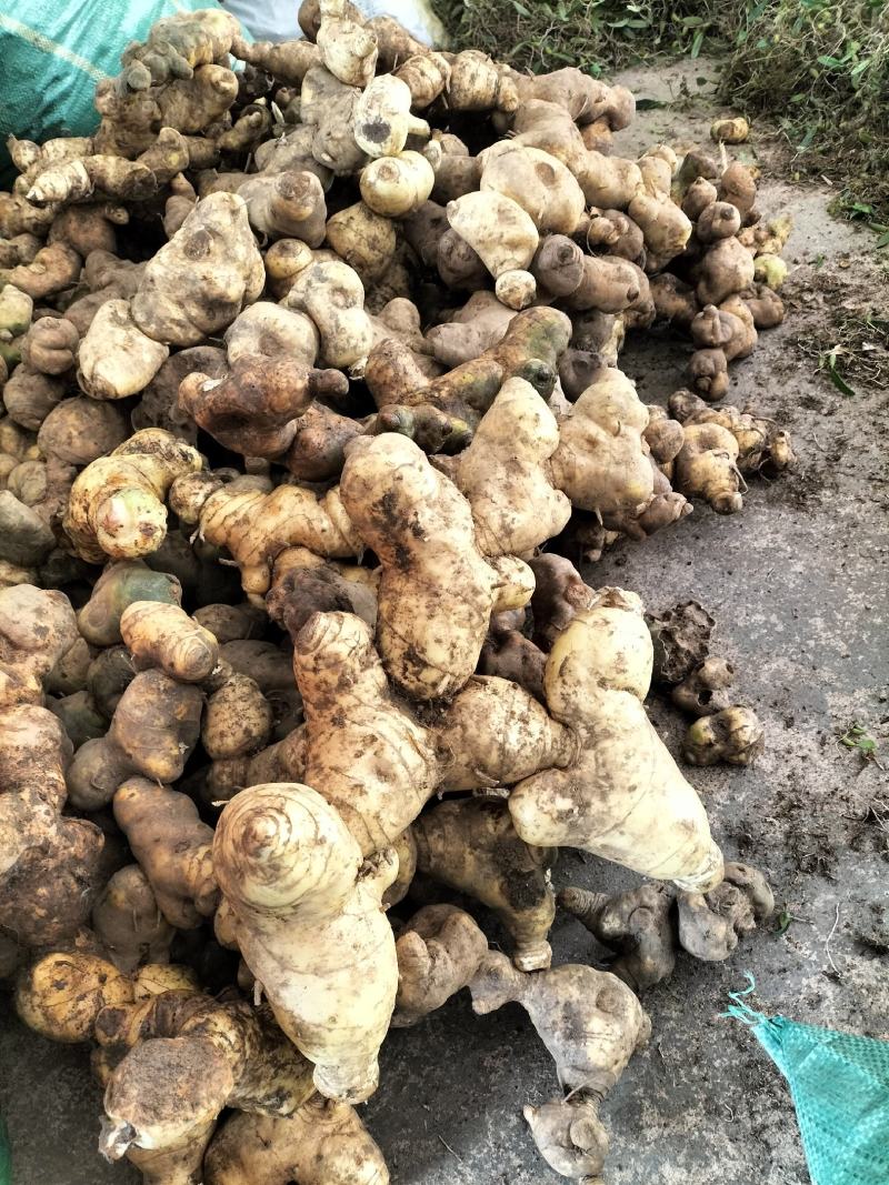 云南甜黄精云南产地直供，，货量充足，全国无死角代收代卖，