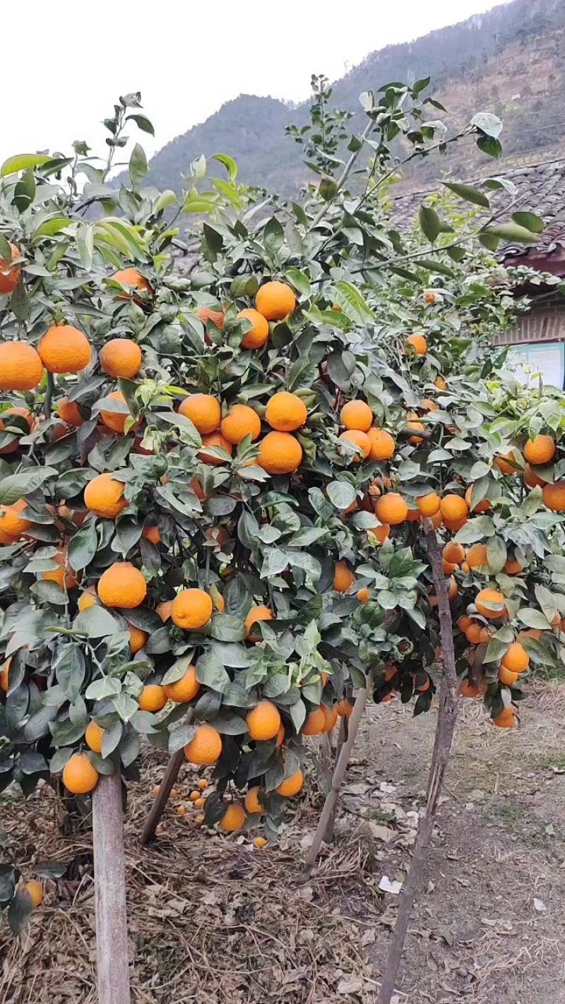 黄果柑