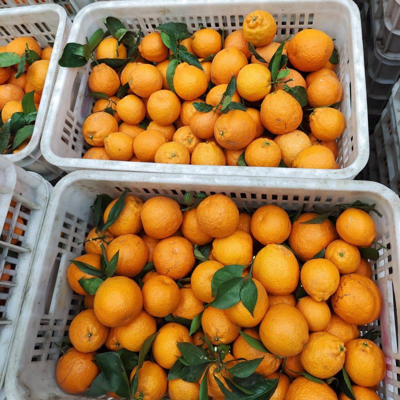 黄果柑