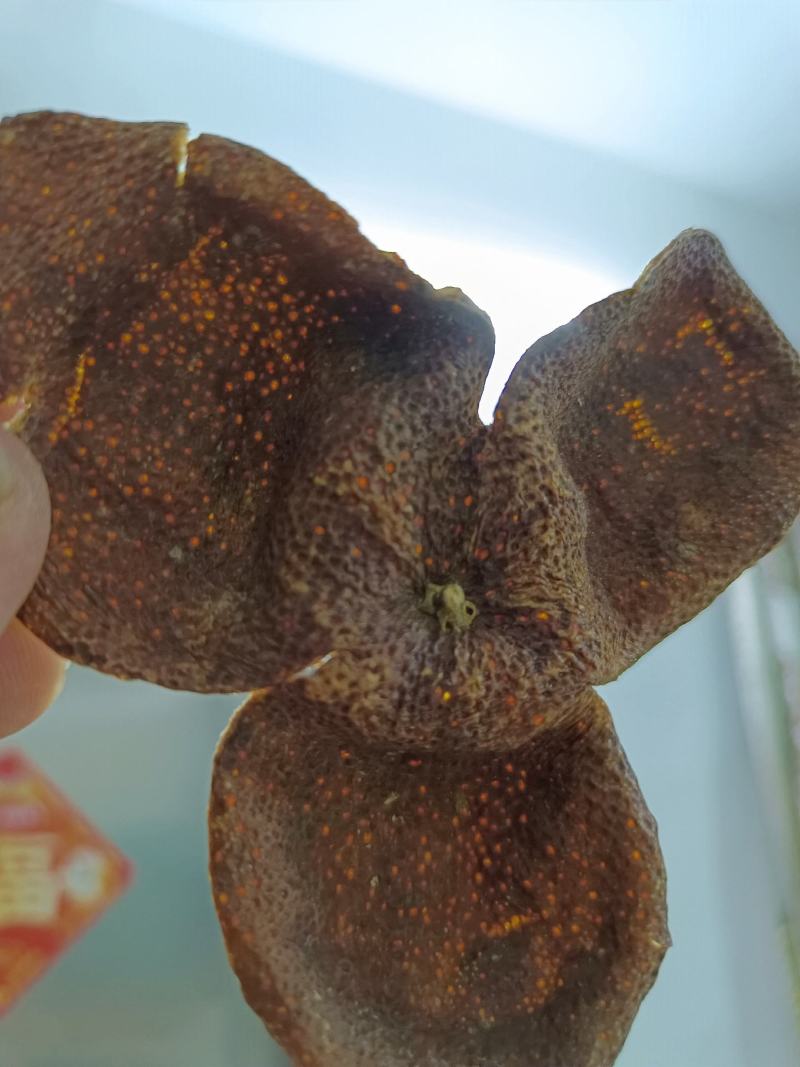 15年陈会陈皮茶坑大红皮极度稀缺极薄超清香油洞明显