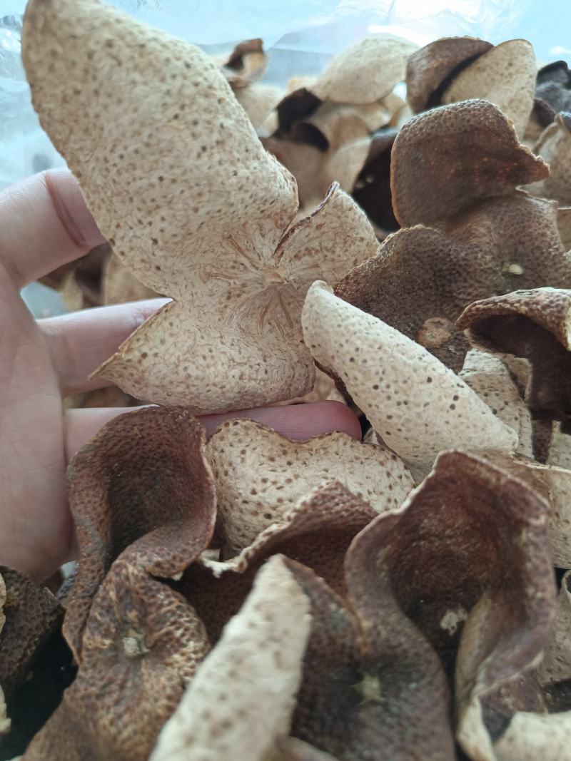 15年陈会陈皮茶坑大红皮极度稀缺极薄超清香油洞明显
