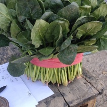 菠菜大量上市