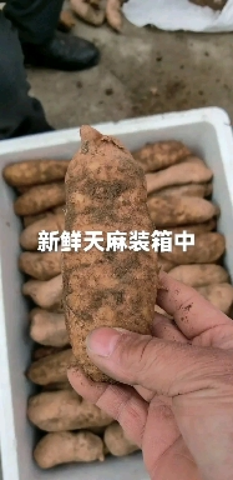 短支甜味秦岭高山新鲜天麻合作社自产自销，质优价廉