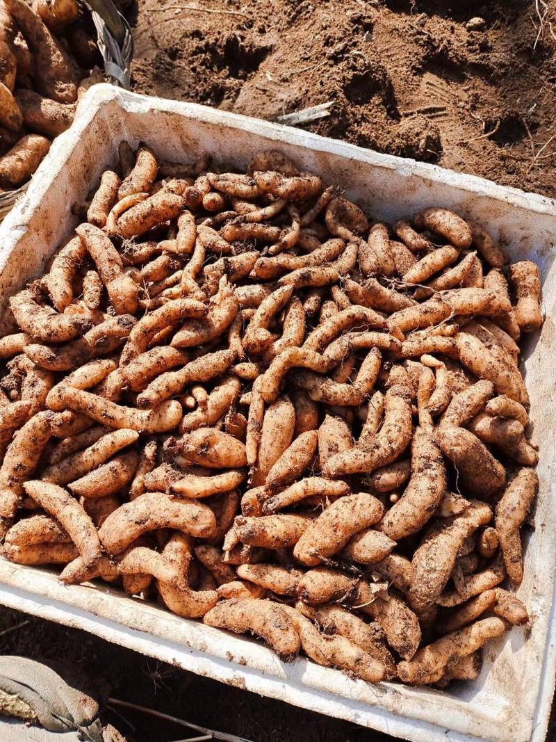 短支甜味秦岭高山新鲜天麻合作社自产自销，质优价廉