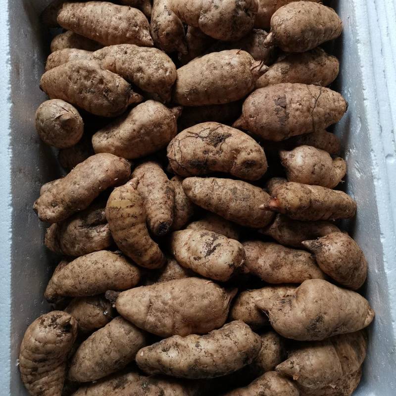 短支甜味秦岭高山新鲜天麻合作社自产自销，质优价廉