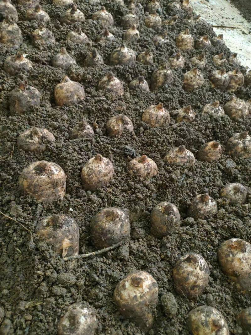 短支甜味秦岭高山新鲜天麻合作社自产自销，质优价廉