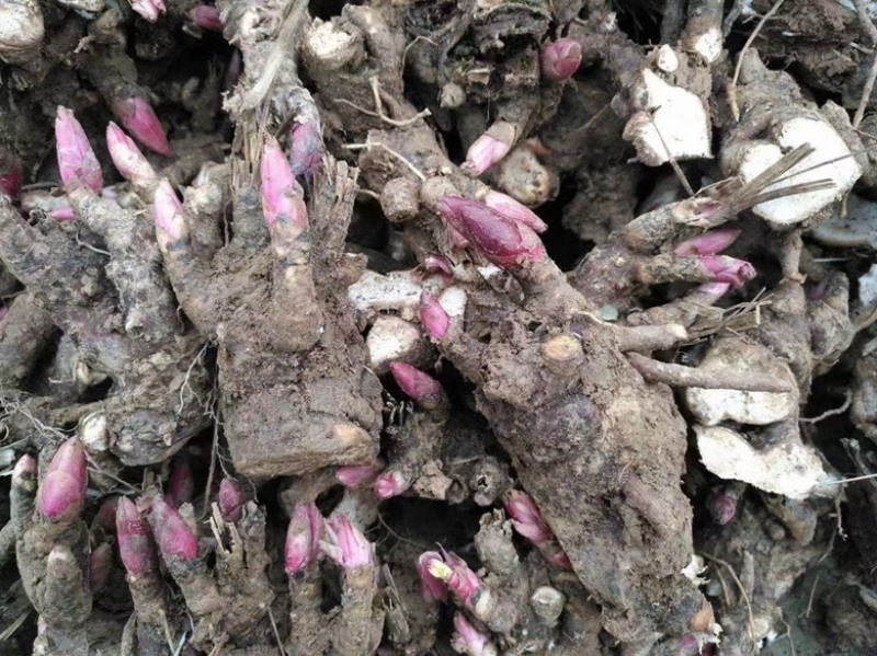 白芍种苗白芍芽头白芍芽可以观赏绿化，成活率高