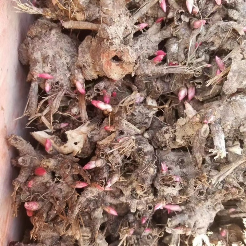 白芍种苗白芍芽头白芍芽可以观赏绿化，成活率高