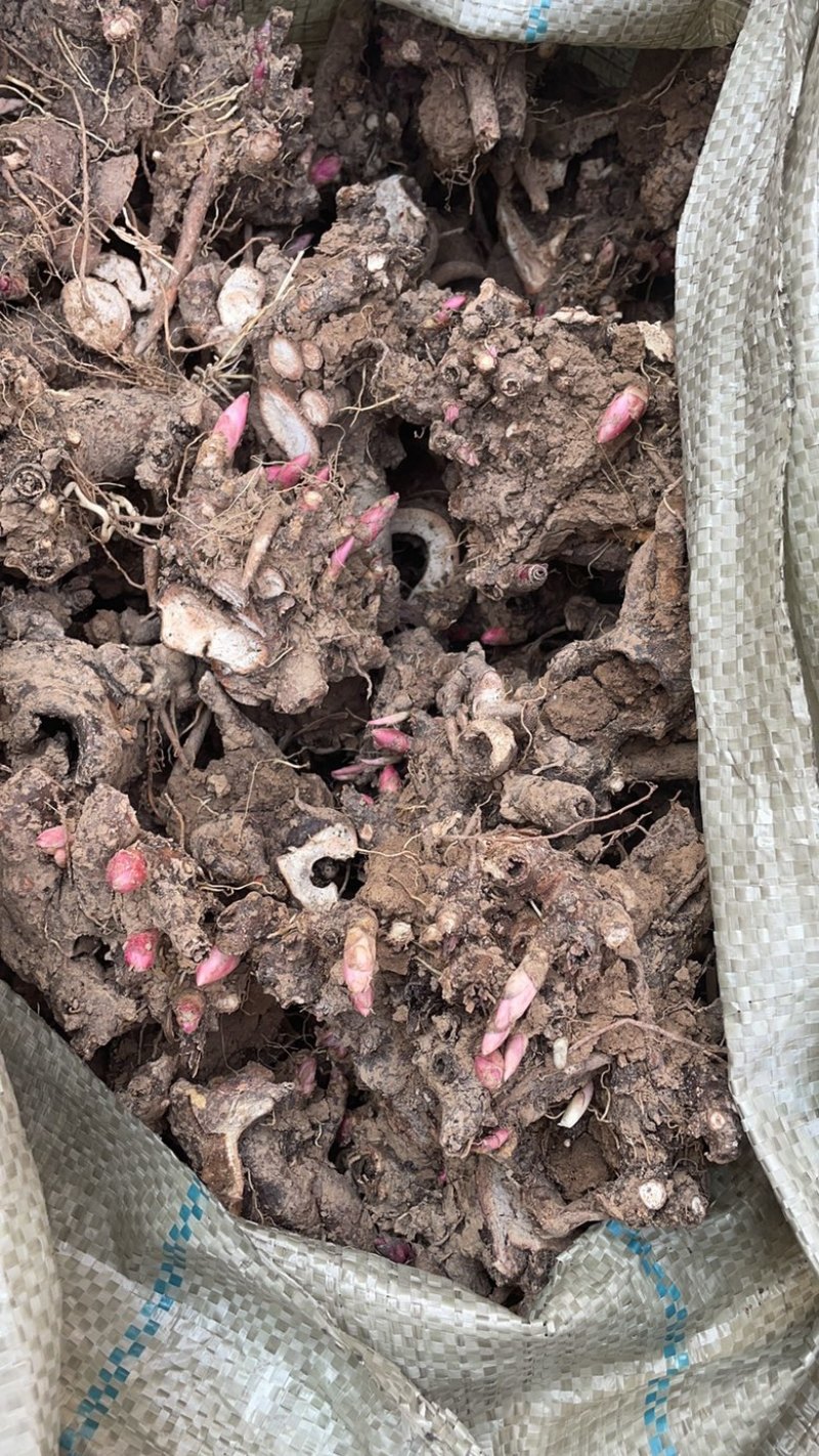 白芍种苗白芍芽头白芍芽可以观赏绿化，成活率高