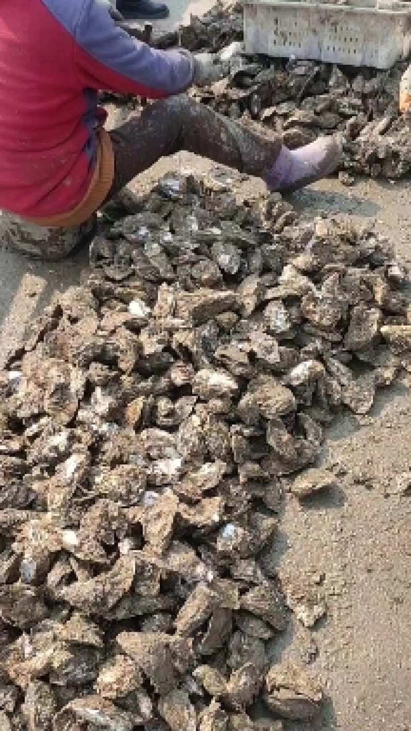 日照生蚝大量批发现捞现发量大从优可视频看货