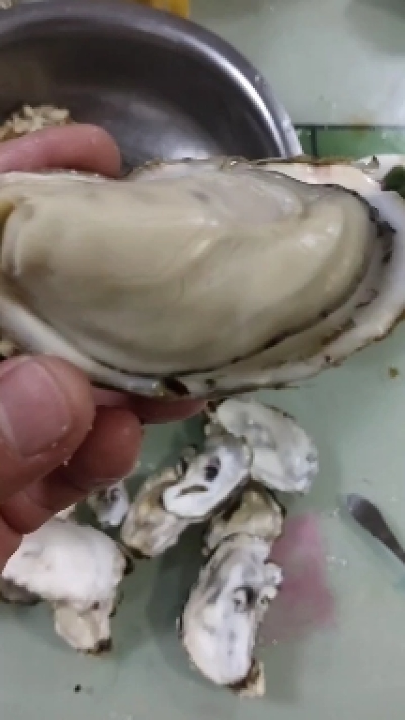 日照生蚝大量批发现捞现发量大从优可视频看货