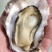 日照生蚝大量批发现捞现发量大从优可视频看货