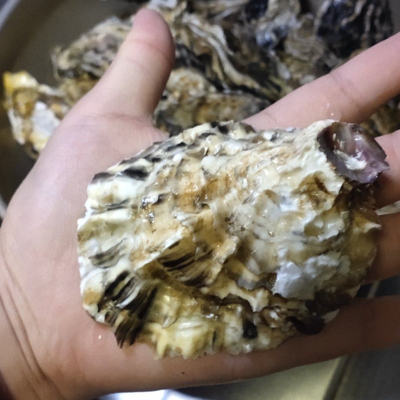 日照生蚝大量批发现捞现发量大从优可视频看货
