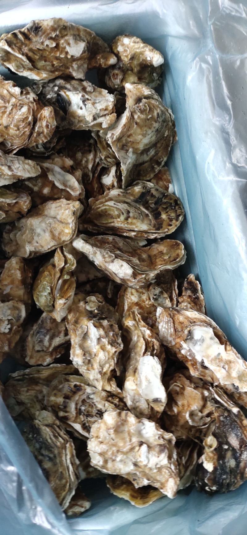 日照生蚝大量批发现捞现发量大从优可视频看货