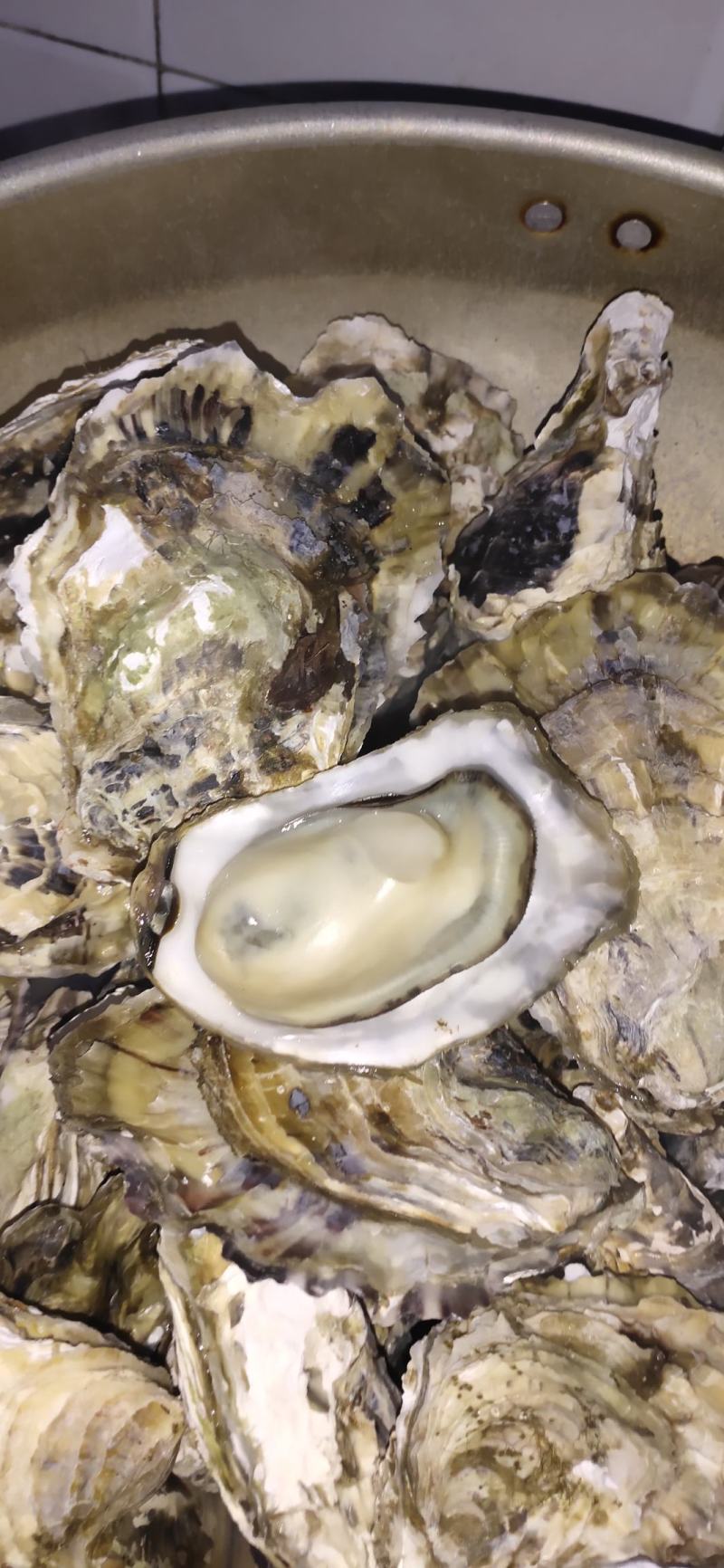 日照生蚝大量批发现捞现发量大从优可视频看货