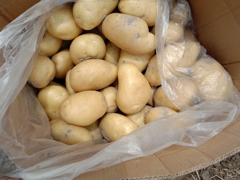 马铃薯