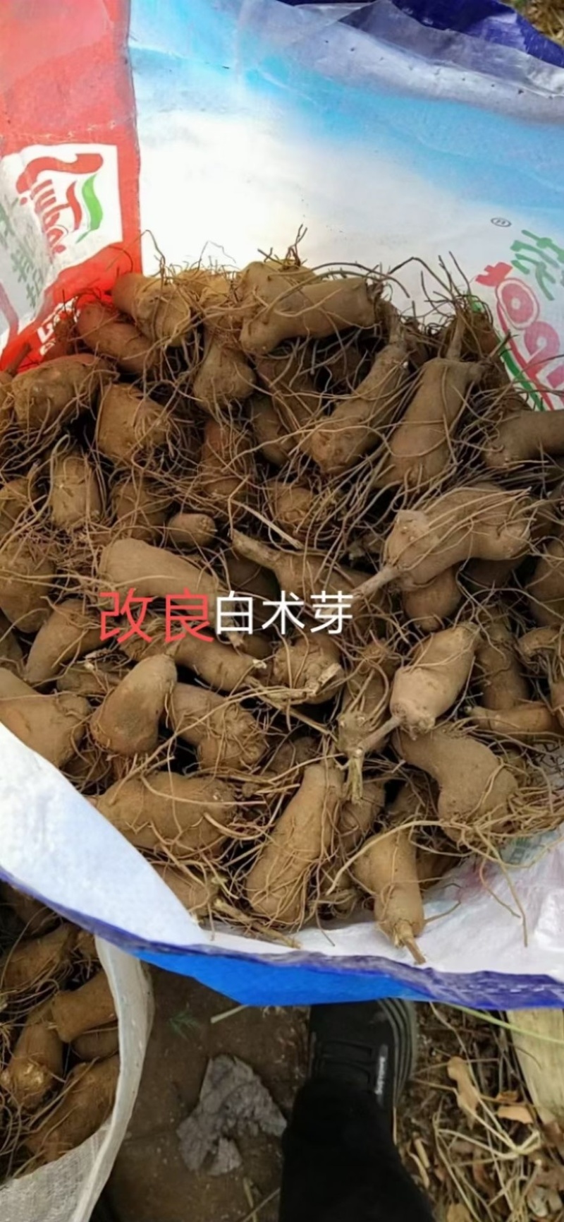 白术子改良高产白术，成活率高效益好包技术回收
