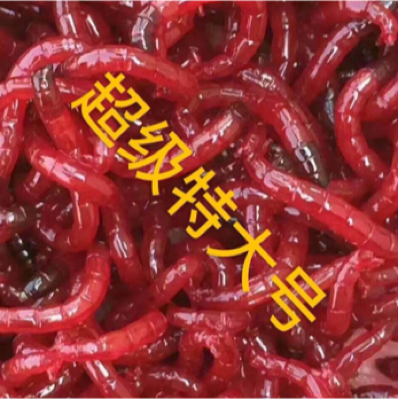 野生红虫批发大量价格优惠产地直发