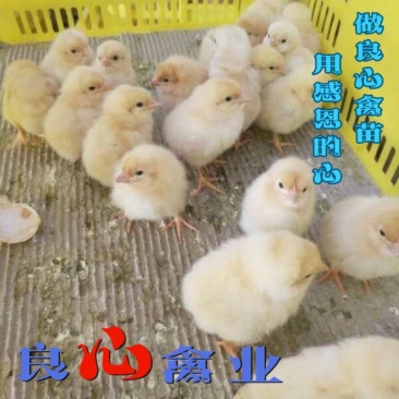 批发优质改良湘黄土鸡苗林下放养跑山鸡运输中包损耗包技术指