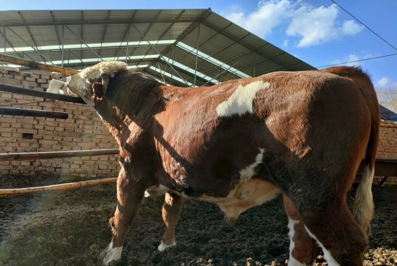 大型肉牛养殖厂地直发西门塔尔牛肉牛养殖活牛