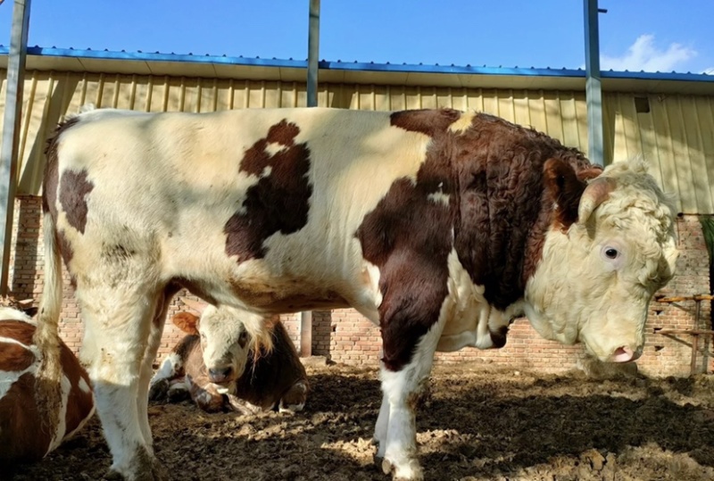 大型肉牛养殖厂地直发西门塔尔牛肉牛养殖活牛