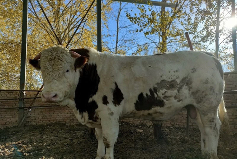 大型肉牛养殖厂地直发西门塔尔牛肉牛养殖活牛