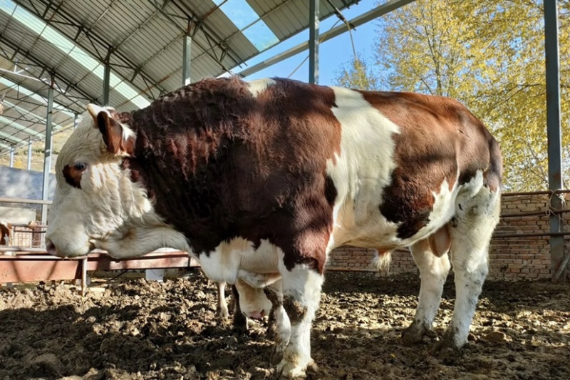 大型肉牛养殖厂地直发西门塔尔牛肉牛养殖活牛