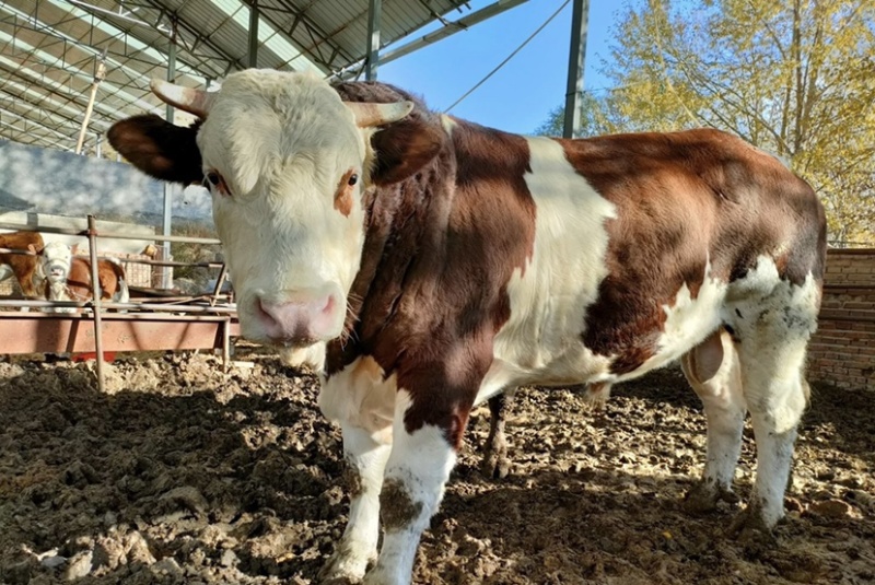 大型肉牛养殖厂地直发西门塔尔牛肉牛养殖活牛