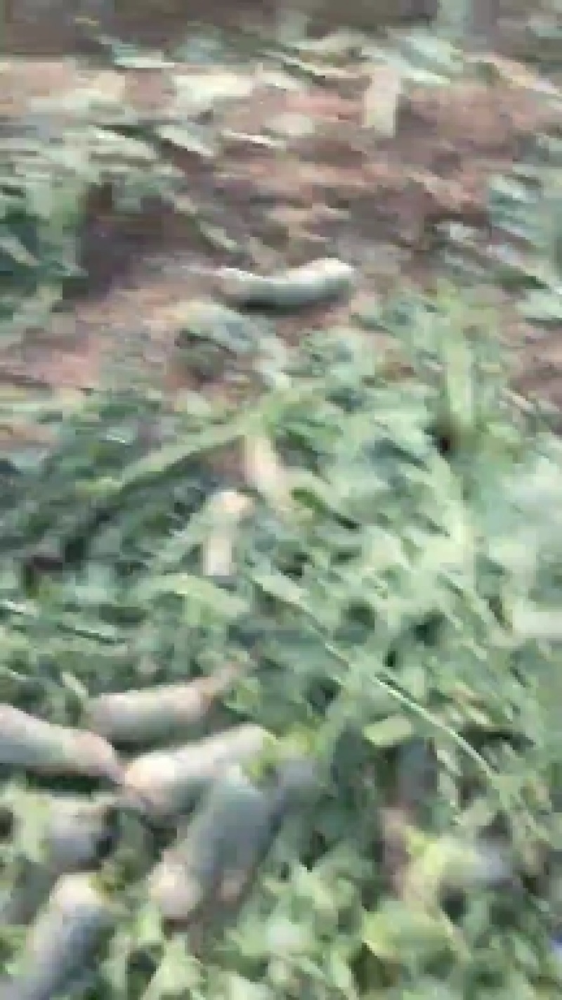 山东临沂万亩青萝卜，口感好，颜色青产地直销