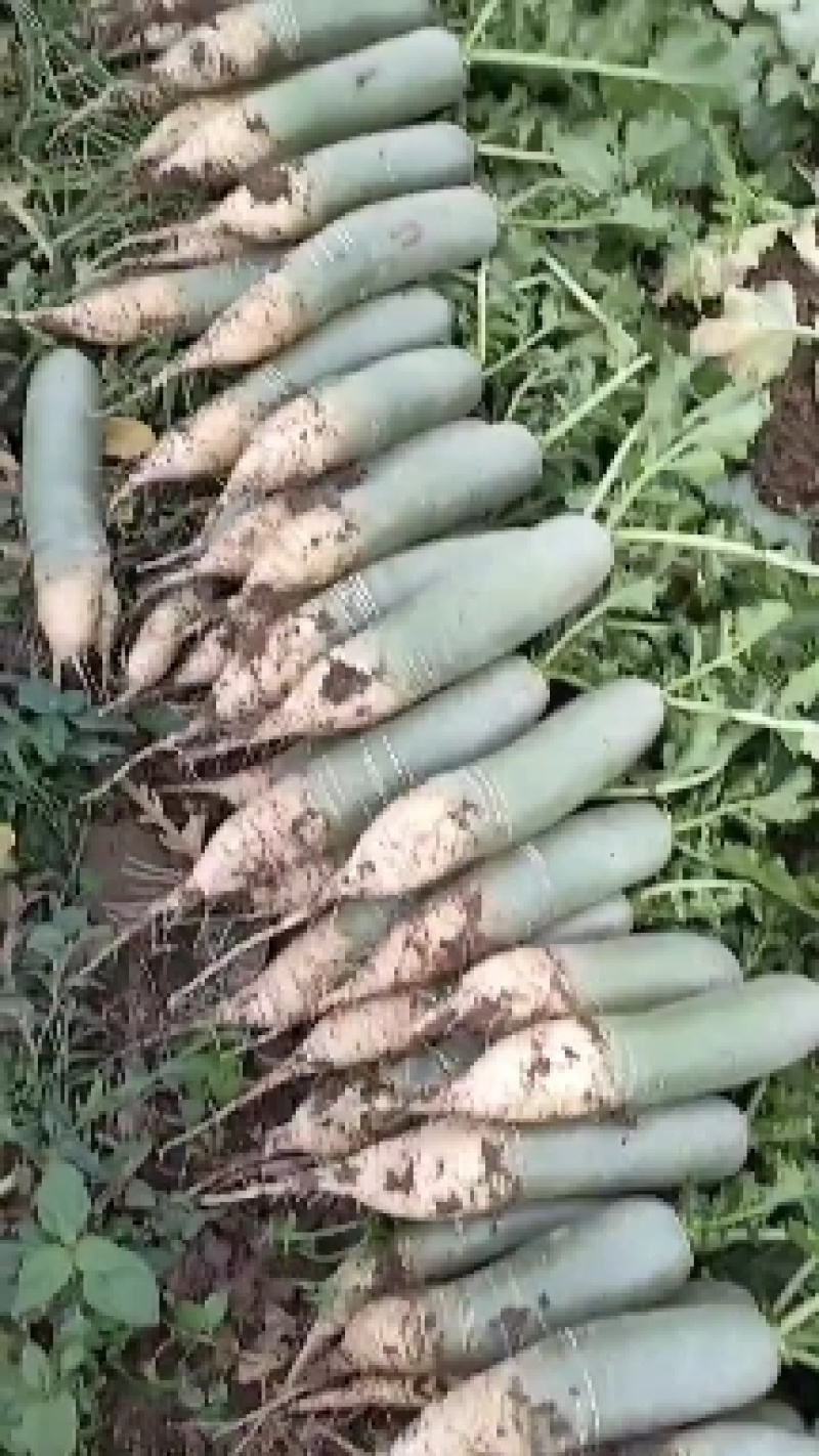 山东临沂万亩青萝卜，口感好，颜色青产地直销