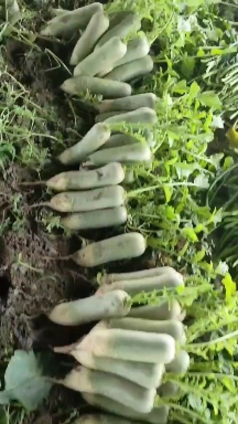 山东临沂万亩青萝卜，口感好，颜色青产地直销