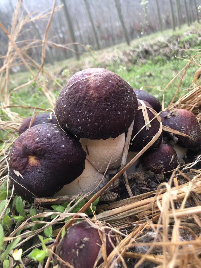 大球盖菇赤松茸菌种母种原种栽培种常年供应