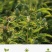（包邮）500克生白术片无硫浙白术野生冬白术