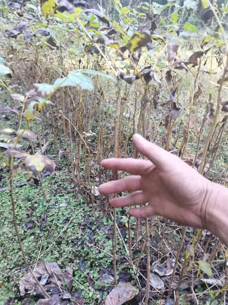 【有好货】篮焦果苗成活率高提供免费技术值得信赖